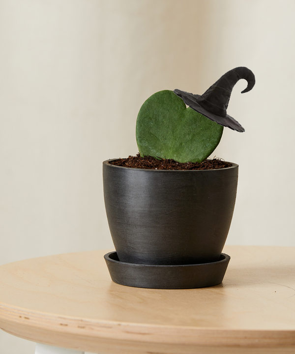 hoya heart halloween costume hoya heart in witch hat