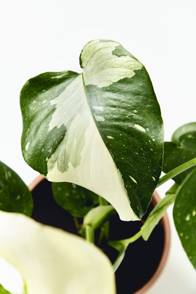 Monstera Thai Constellation overhead shot