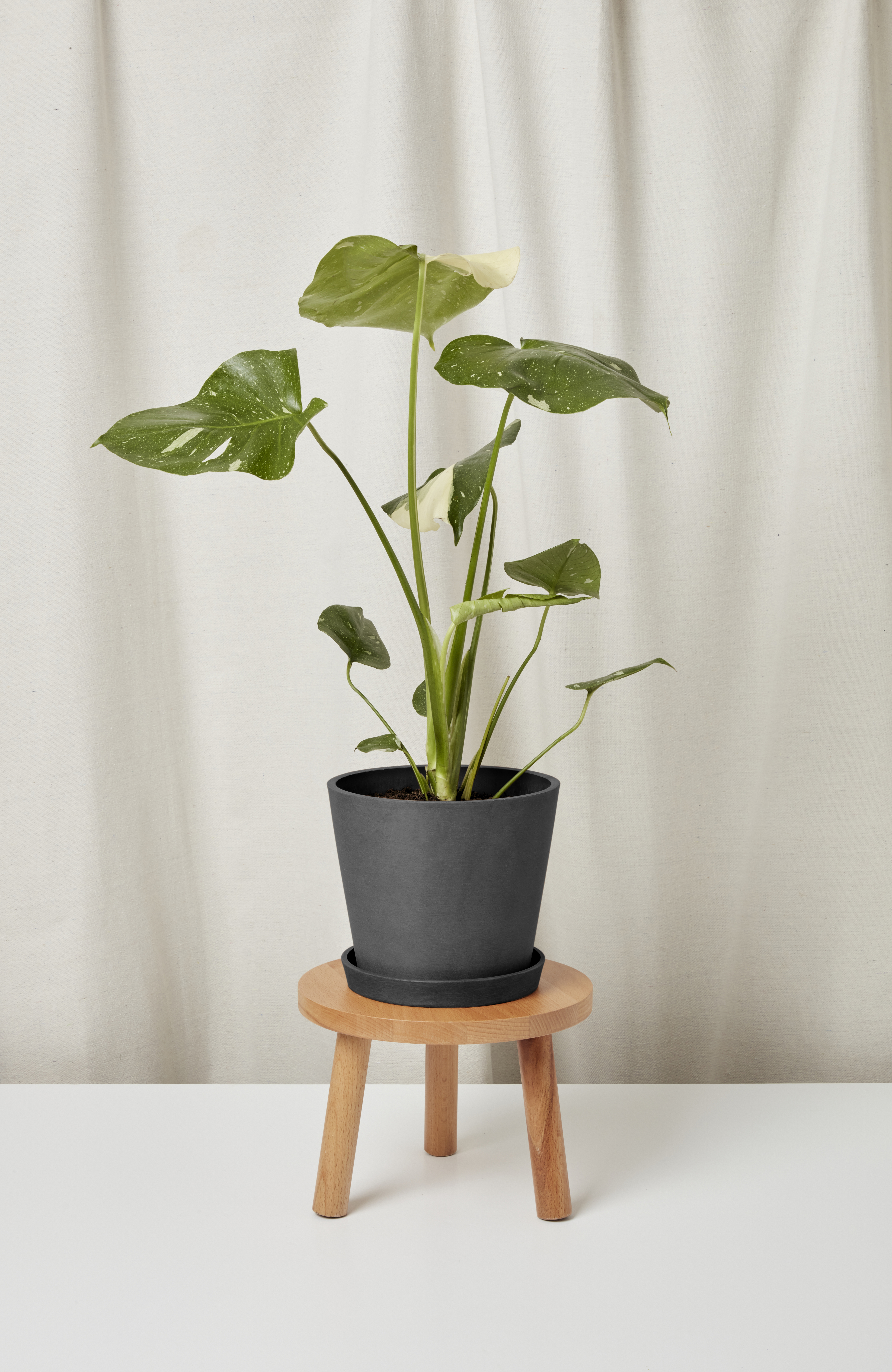 モンステラ・ポトス Monstera 'Thai Constellation Select' 4