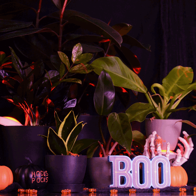 Shop Spooky Plants