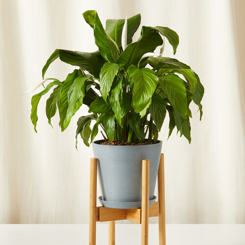 Shop Large Plants