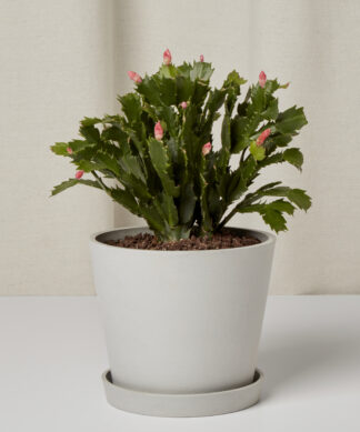 medium zygo cactus in stone pot