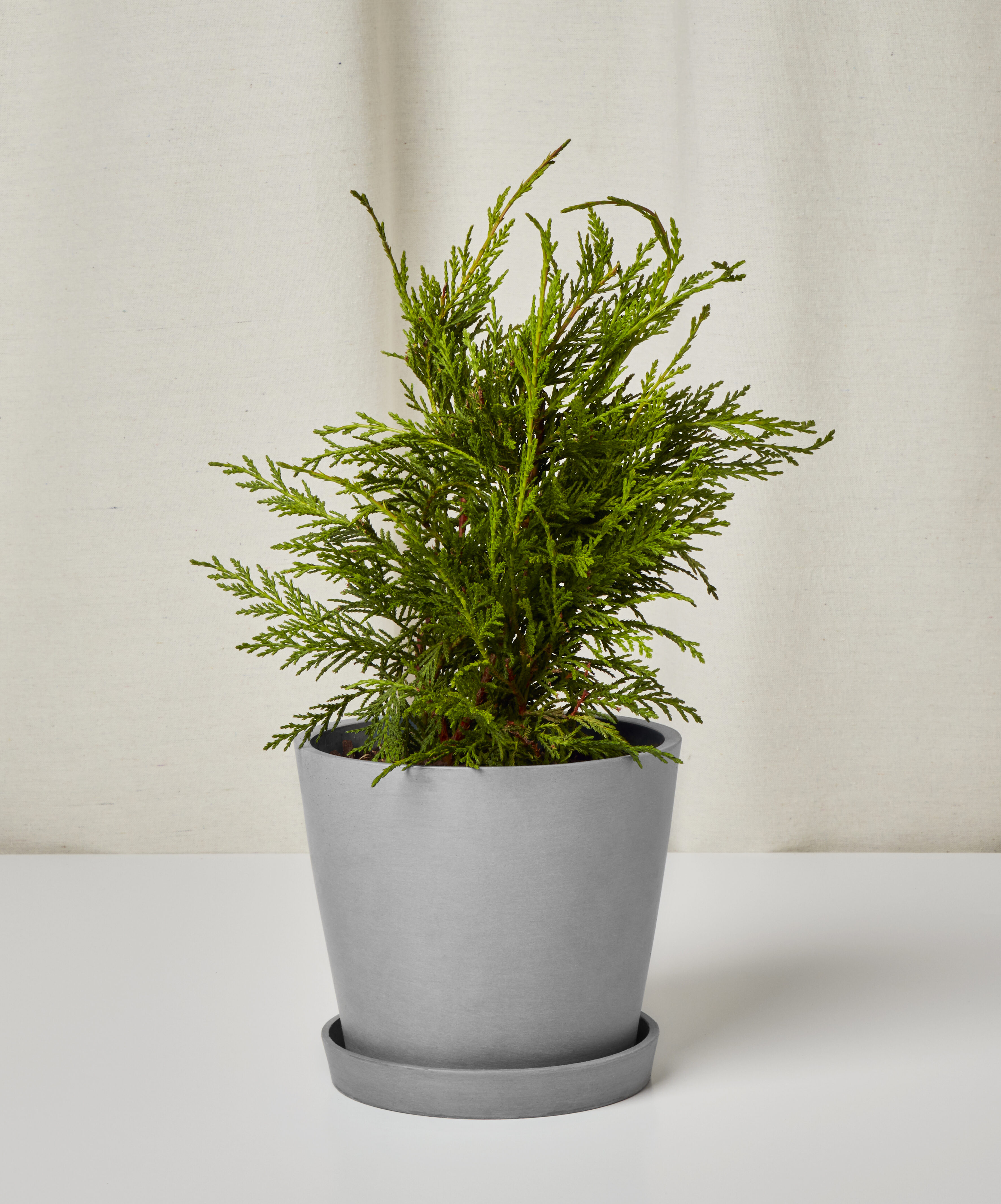 Image of Leyland Cypress