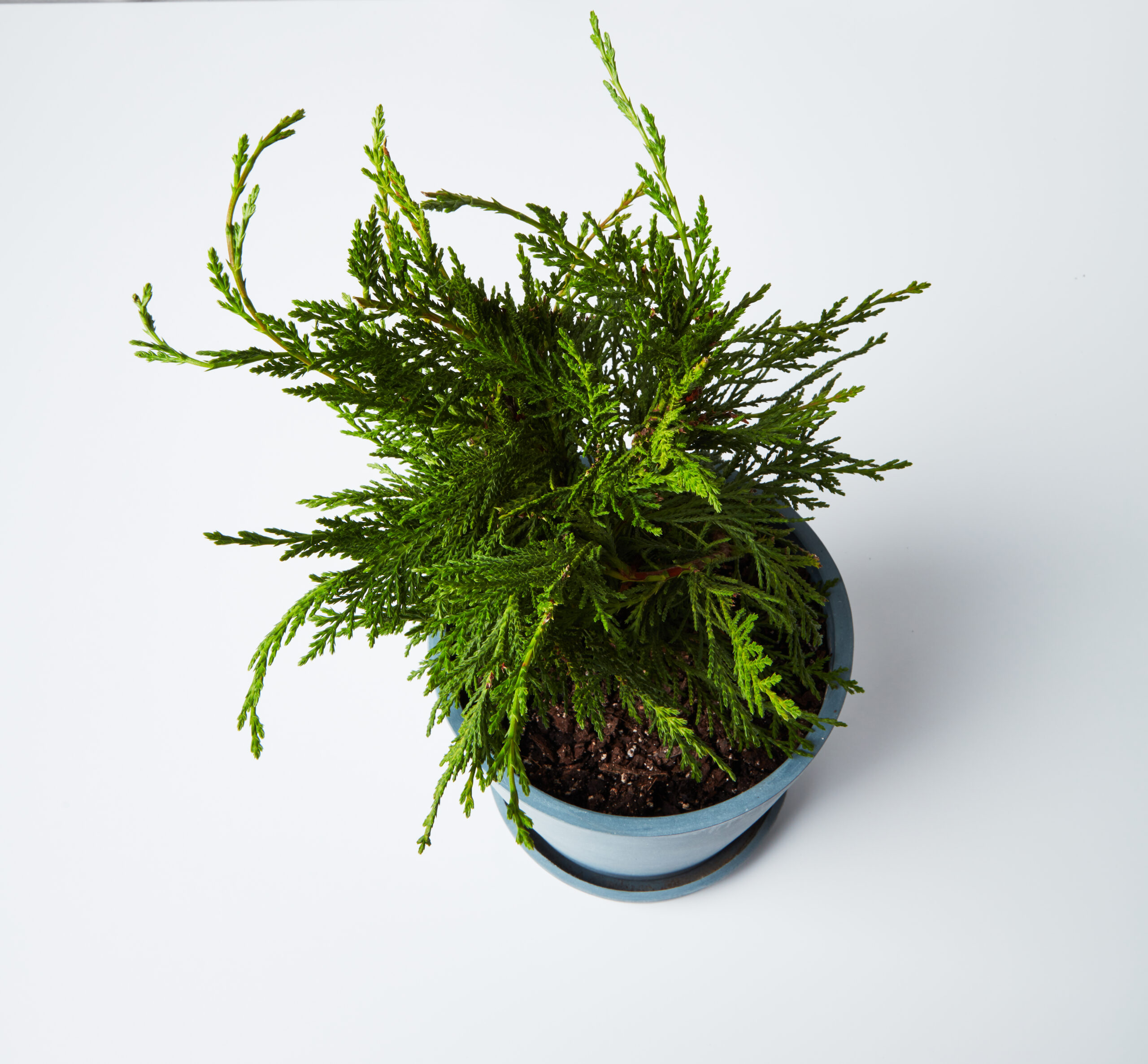 tabletop_zygo_cactus_0308