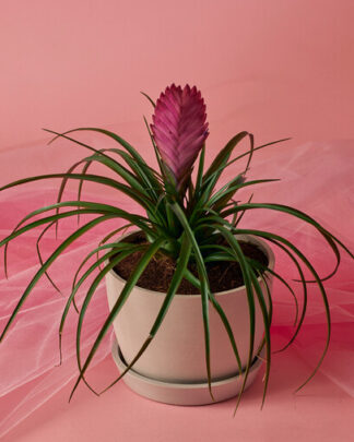 bromeliadsummer_valentines