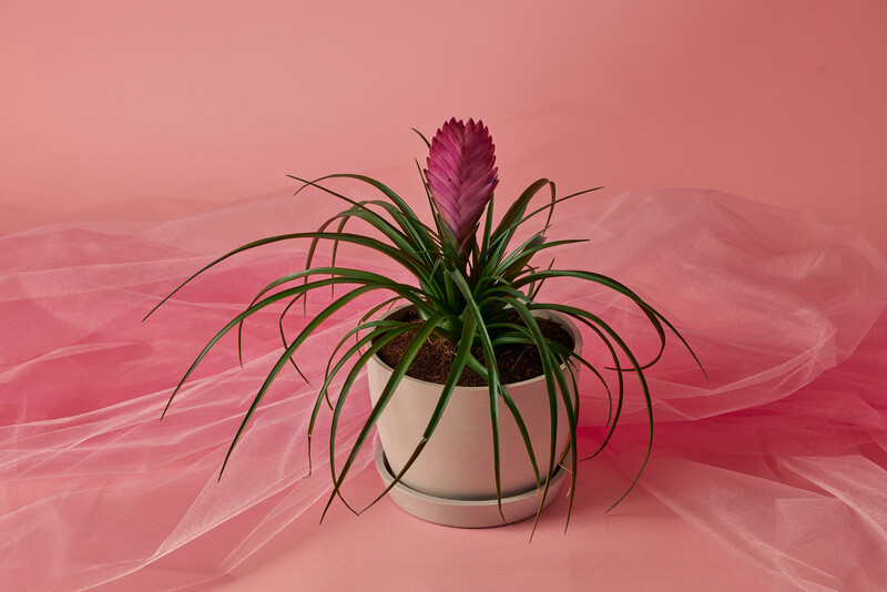 bromeliadsummer_valentines