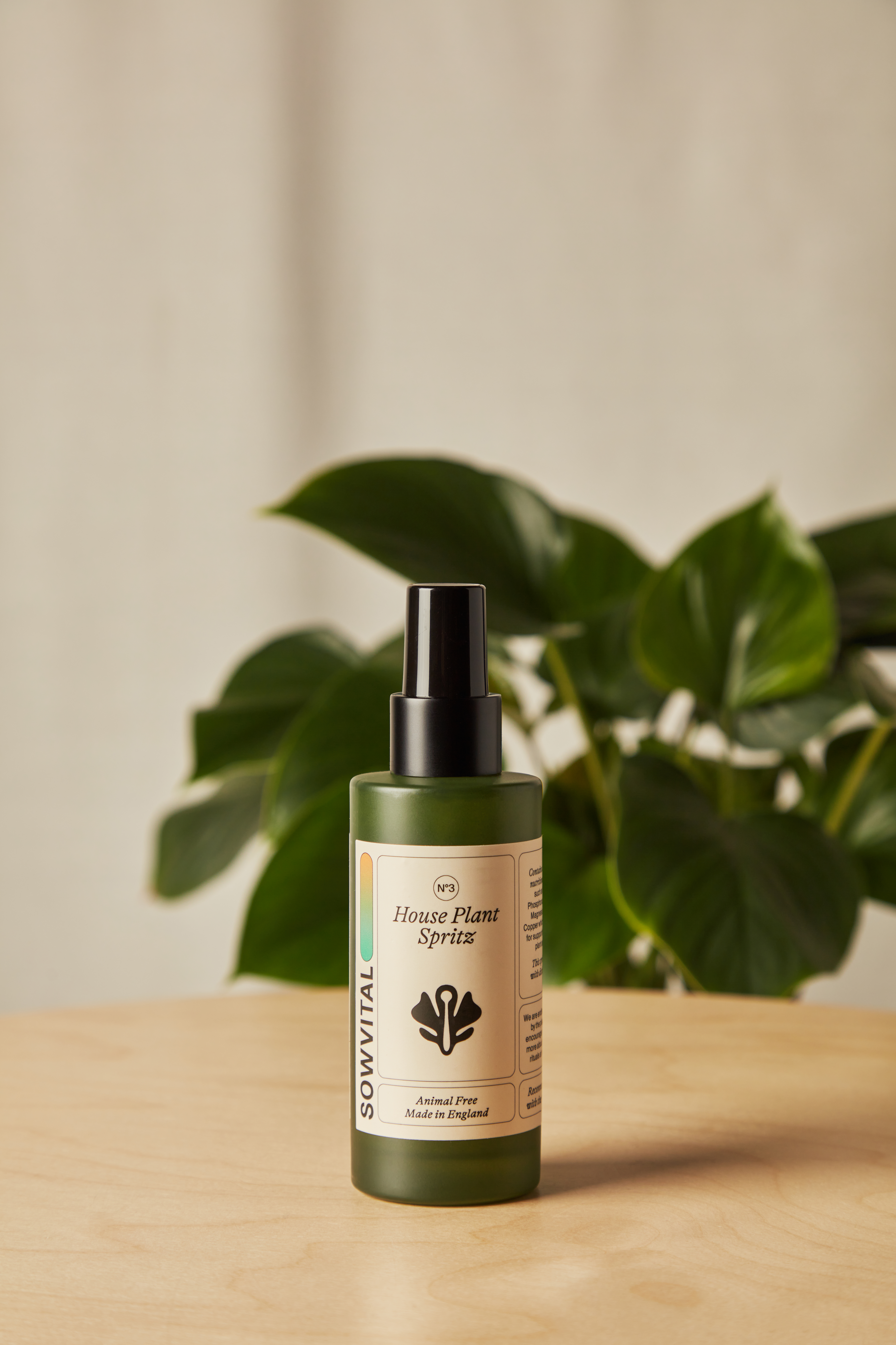 house plant spritz
