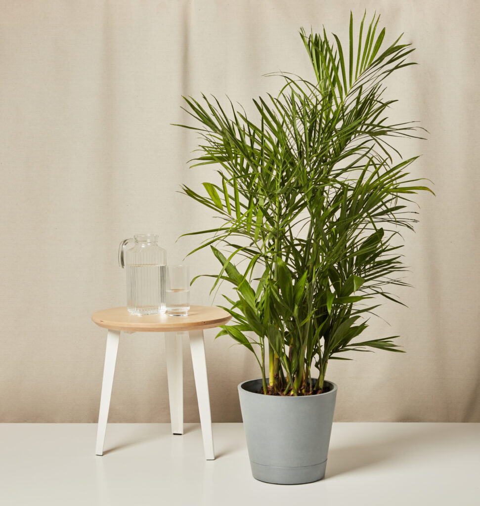 Bamboo Palm with arching green fronds