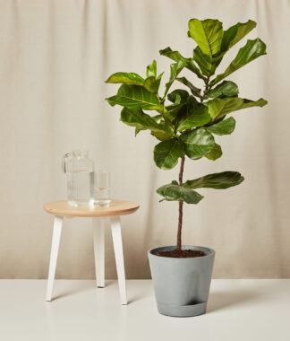 fiddle leaf fig in xxl slate self-watering pot