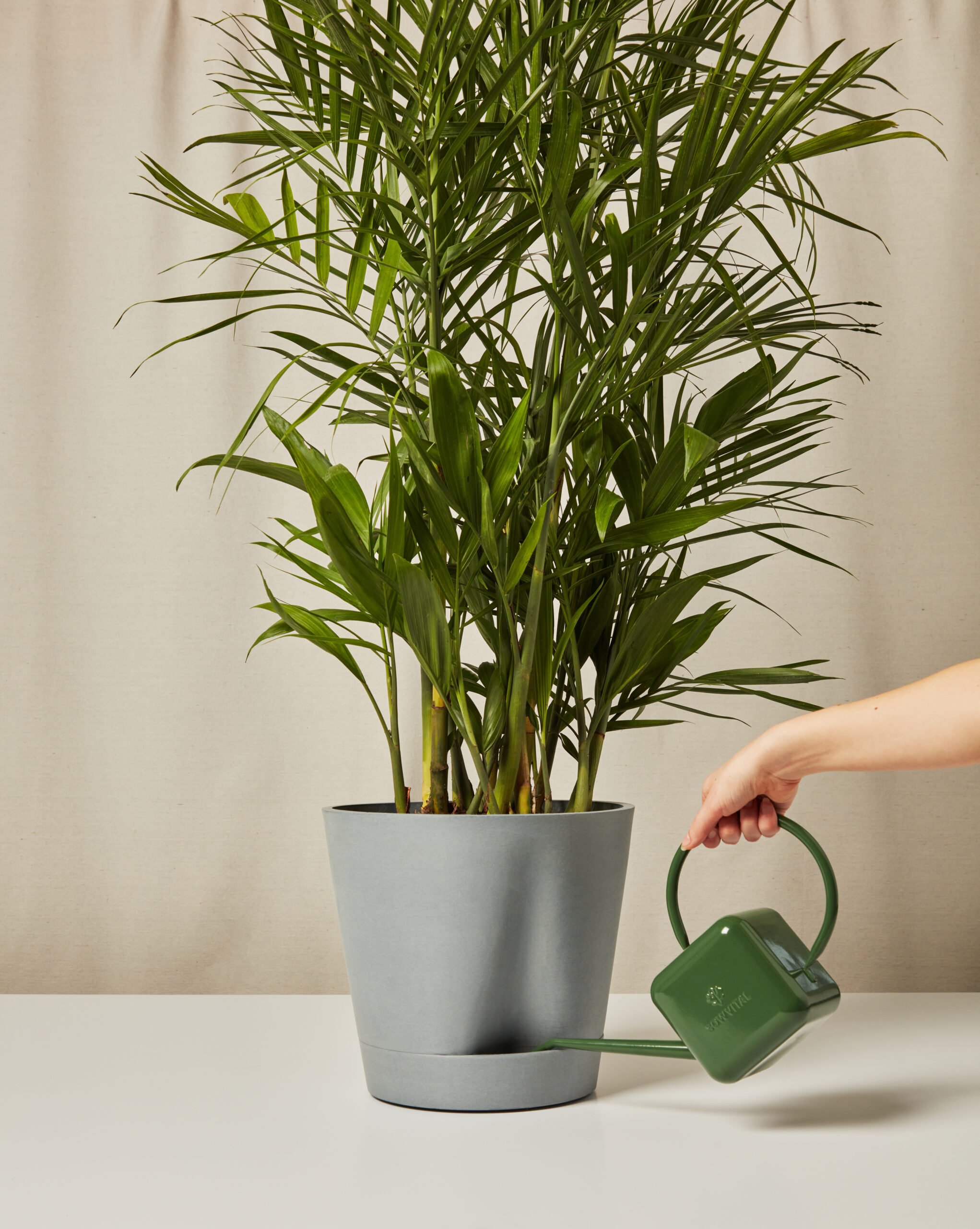 Bamboo Palm