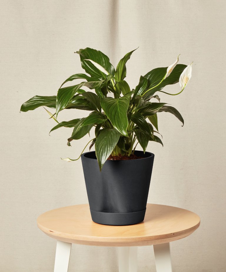 self watering charcoal peace lily