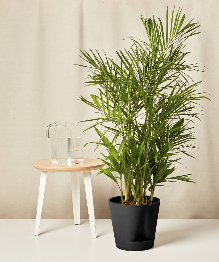 Bamboo Palm with feathery green fronds
