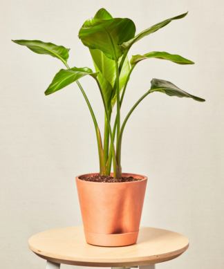 self watering clay bird of paradise tabletop