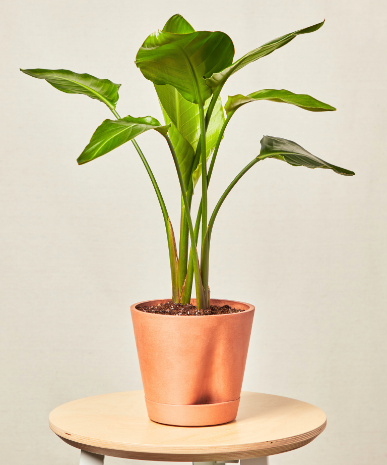 self watering clay bird of paradise tabletop