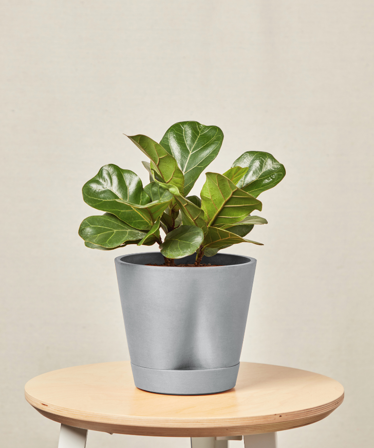 self watering slate MD little fiddle leaf fig