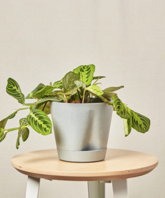 self watering slate neon prayer plant