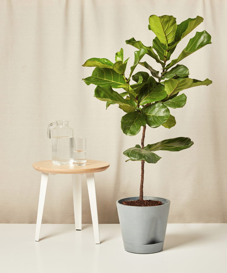 Fiddle Leaf Fig