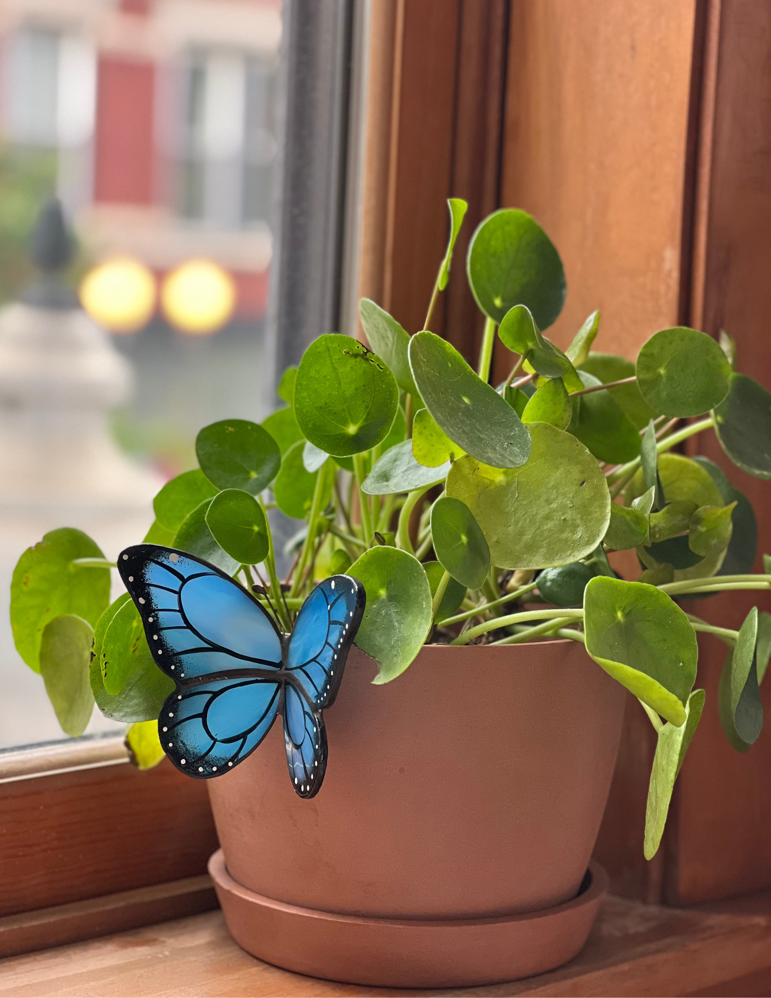Blue Butterfly Pot Hugger on Windowsill