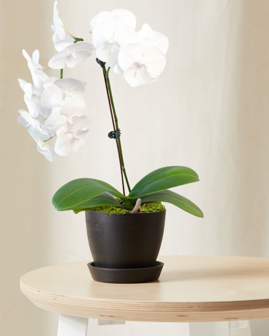 2 ft White Orchid - Thumbnail 5