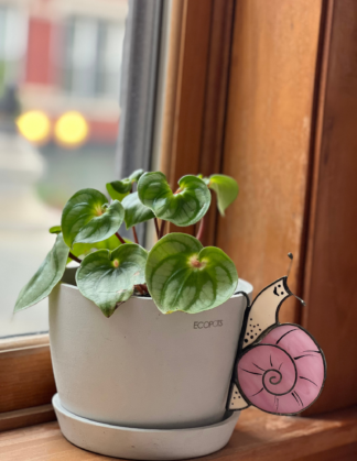 Pink Snail Pot Hugger on Windowsill