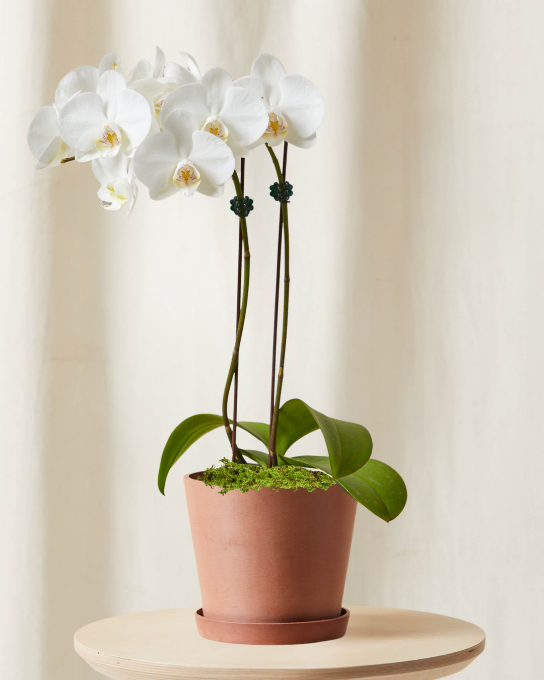 Tabletop-Orchid-White_Clay Tabletop-Orchid-White_Clay
