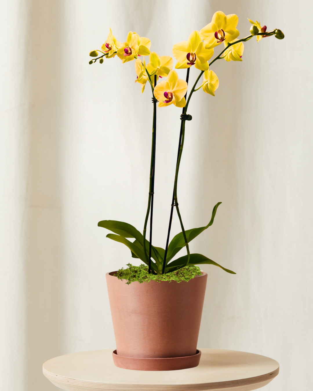 Tabletop-Orchid-Yellow_Clay Tabletop-Orchid-Yellow_Clay