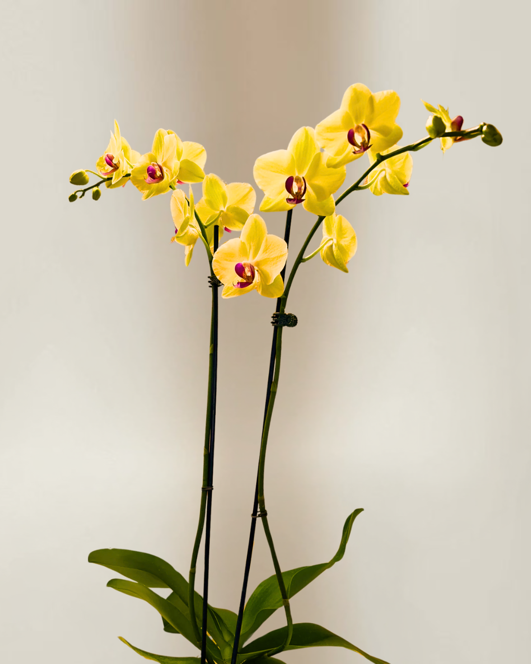two stem yellow tabletop orchid
