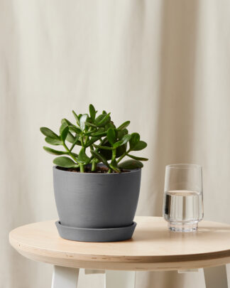Bloomscape_Jade_small_grey