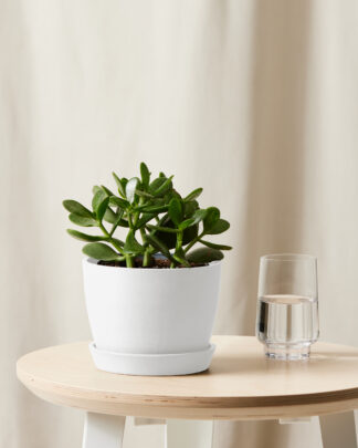 Bloomscape_Jade_small_white