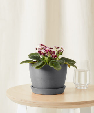 bloomscape_african-violet-bicolor_sm_grey