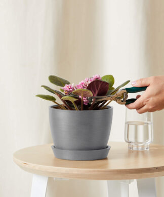 bloomscape_african-violet-pink_small_care-product grey