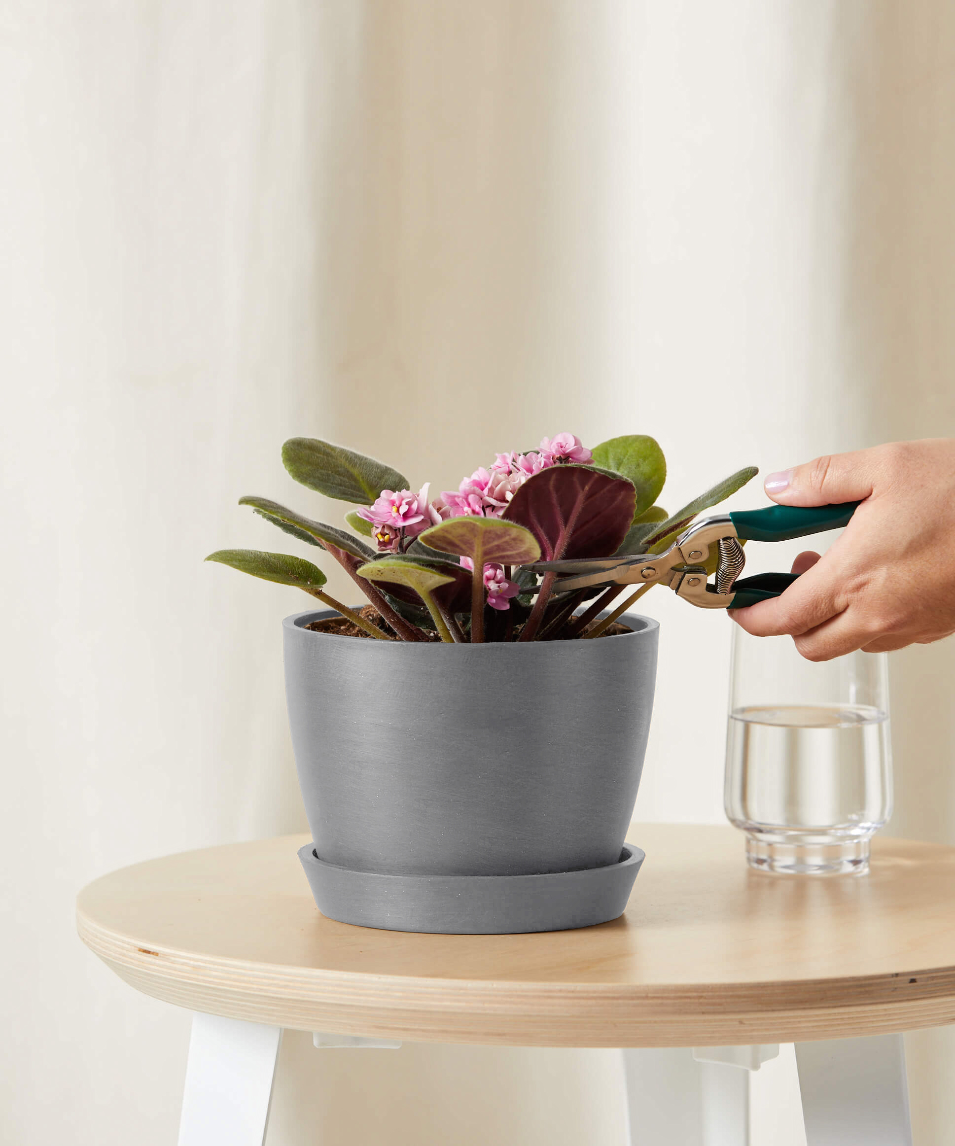 bloomscape_african-violet-pink_small_care-product grey