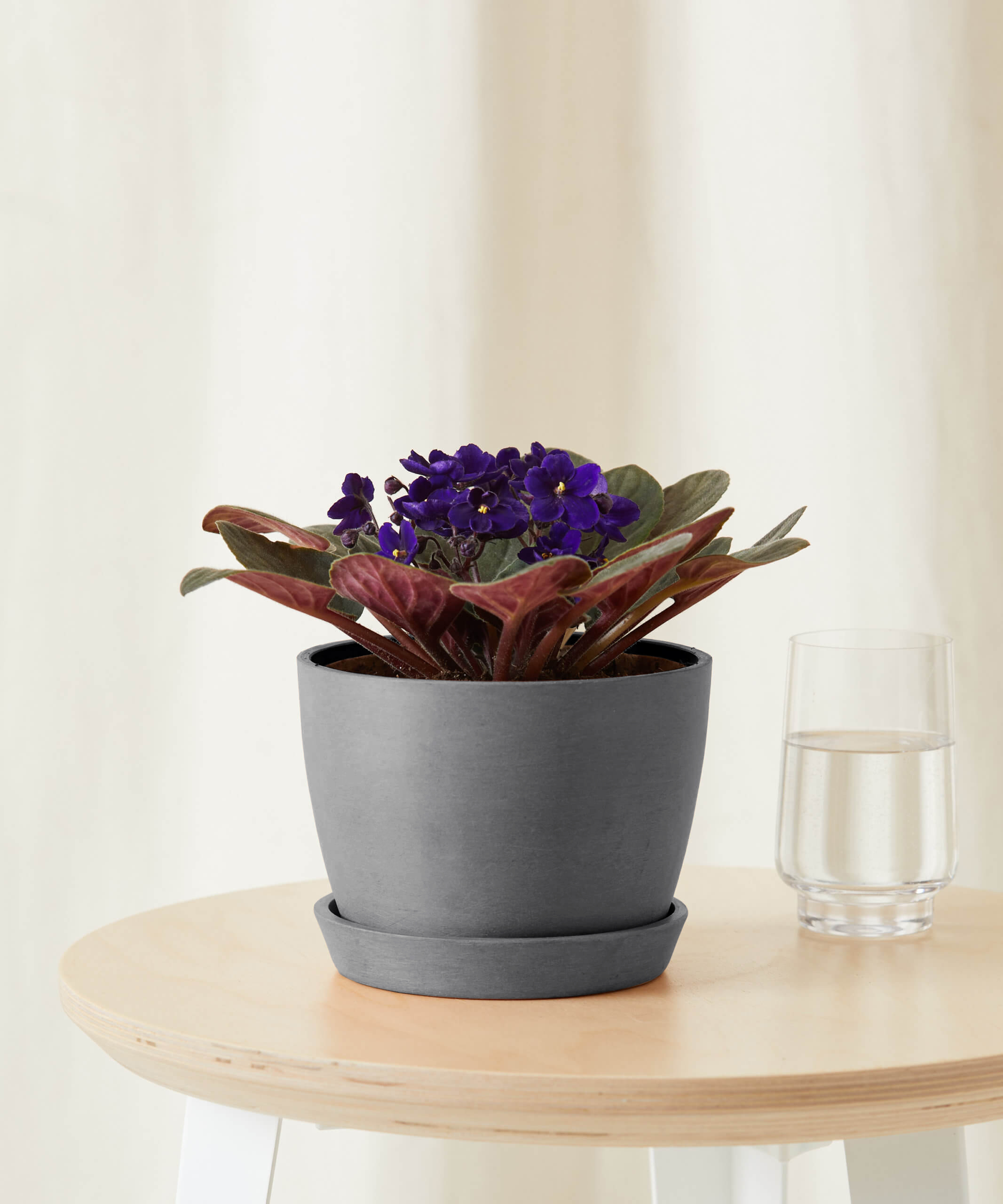 bloomscape_african-violet-purple_sm_scaled grey