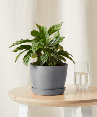 bloomscape_calathea-freddie_small_gray