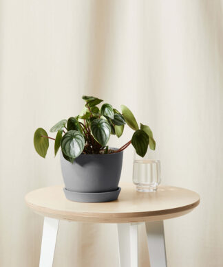 bloomscape_peperomia-watermelon_scaled gray