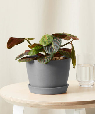 bloomscape_red-prayer-plant_grey