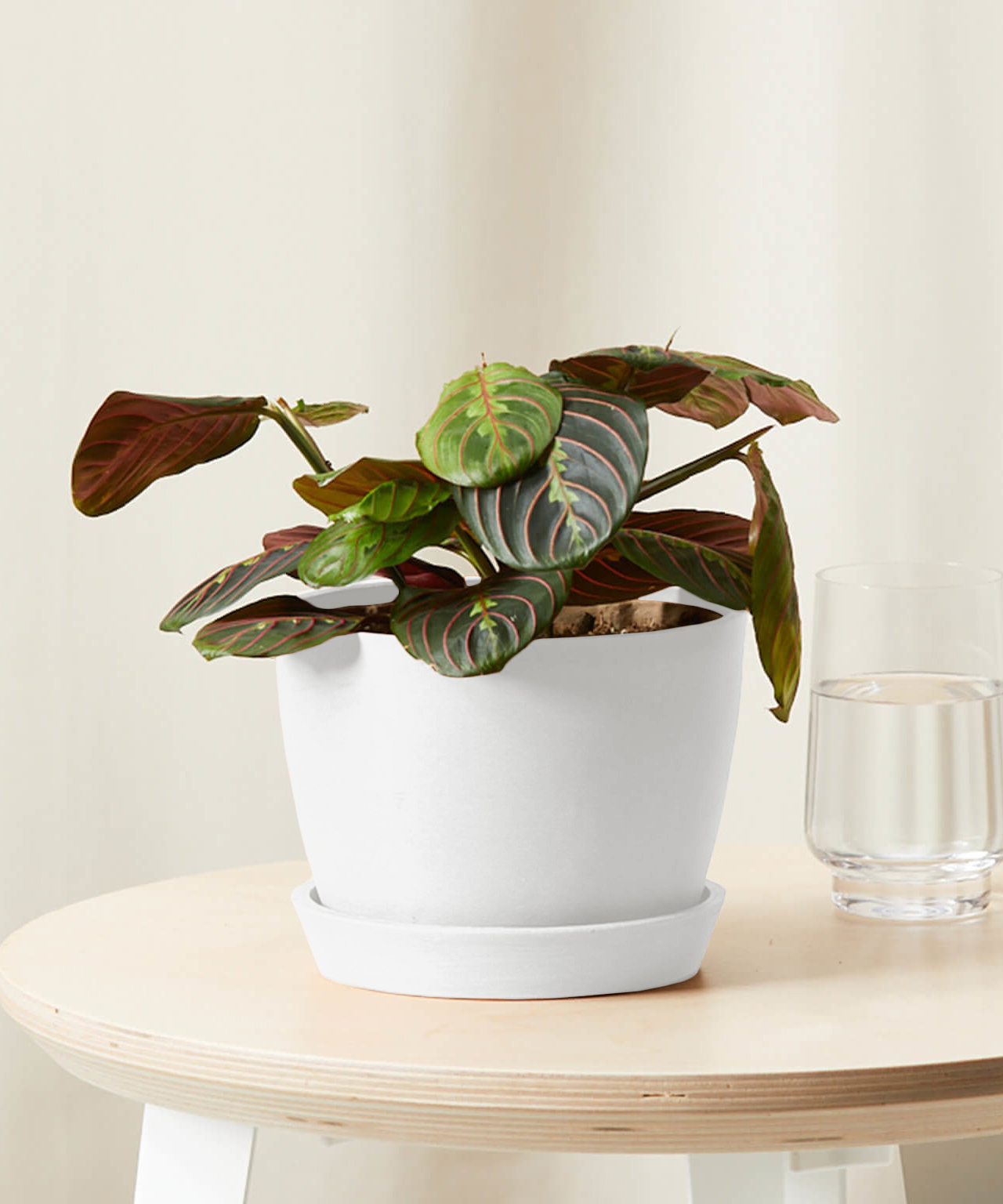 Prayer Plant with folding patterned leaves