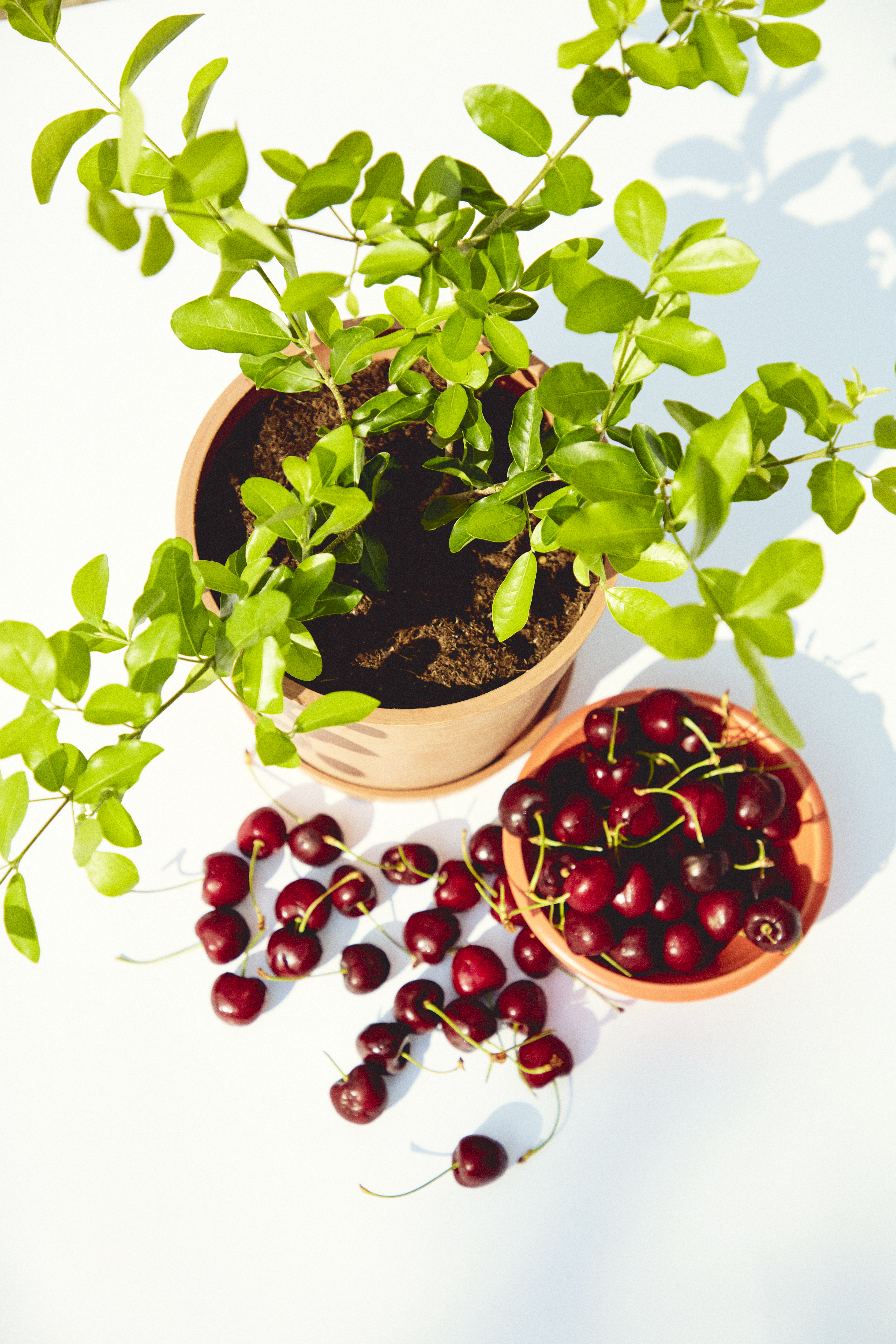 cherry tree overhead shot with cherries