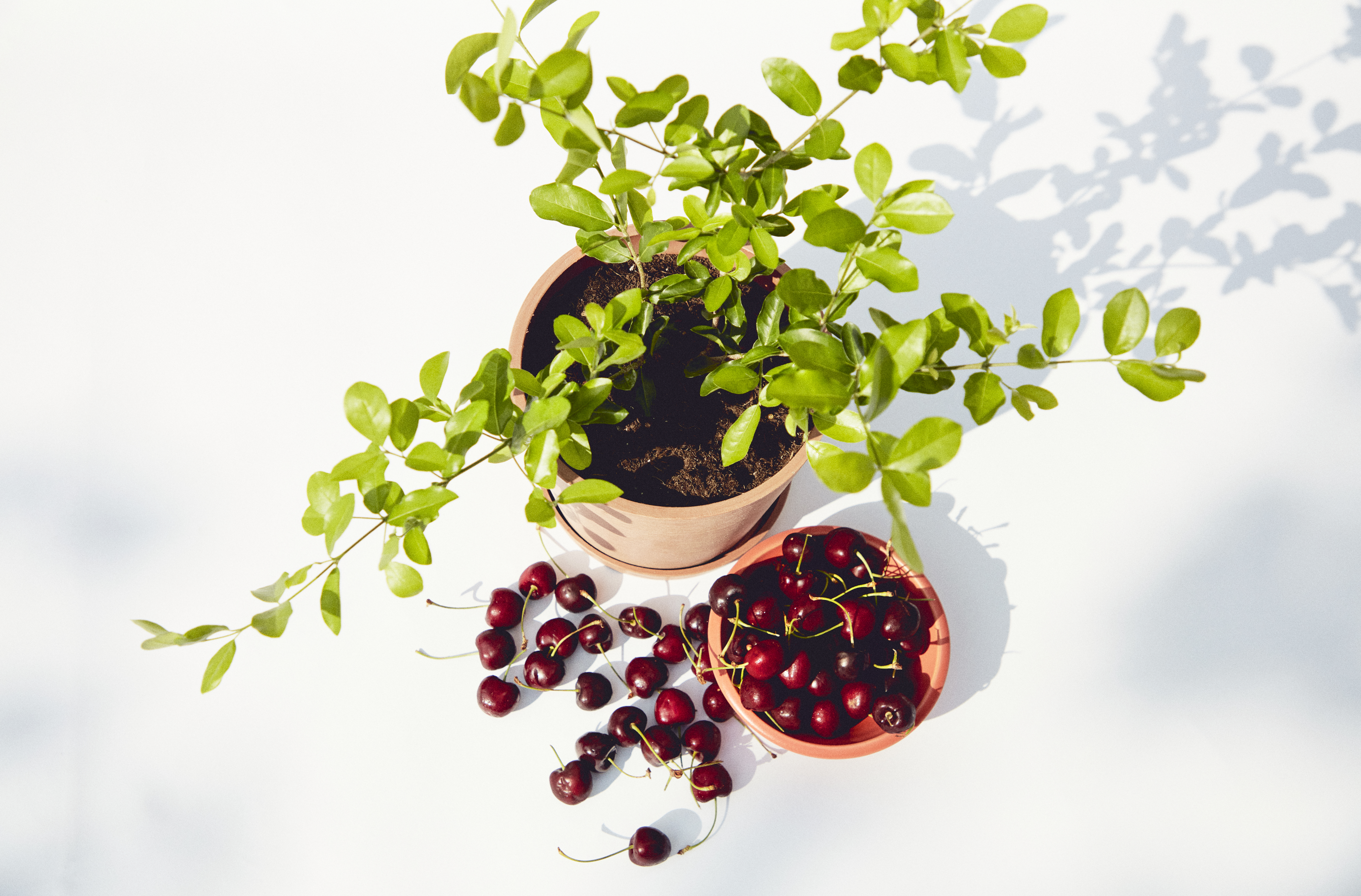 cherry_tree_overhead