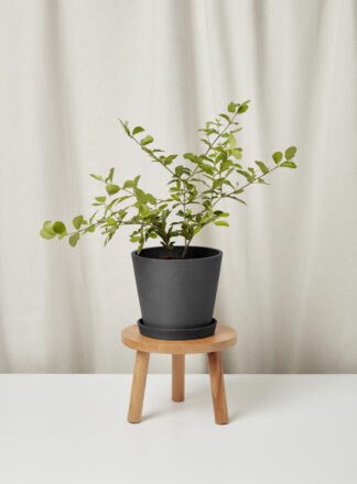 cherry_tree_charcoal