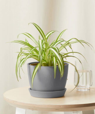 spider-plant2_gray
