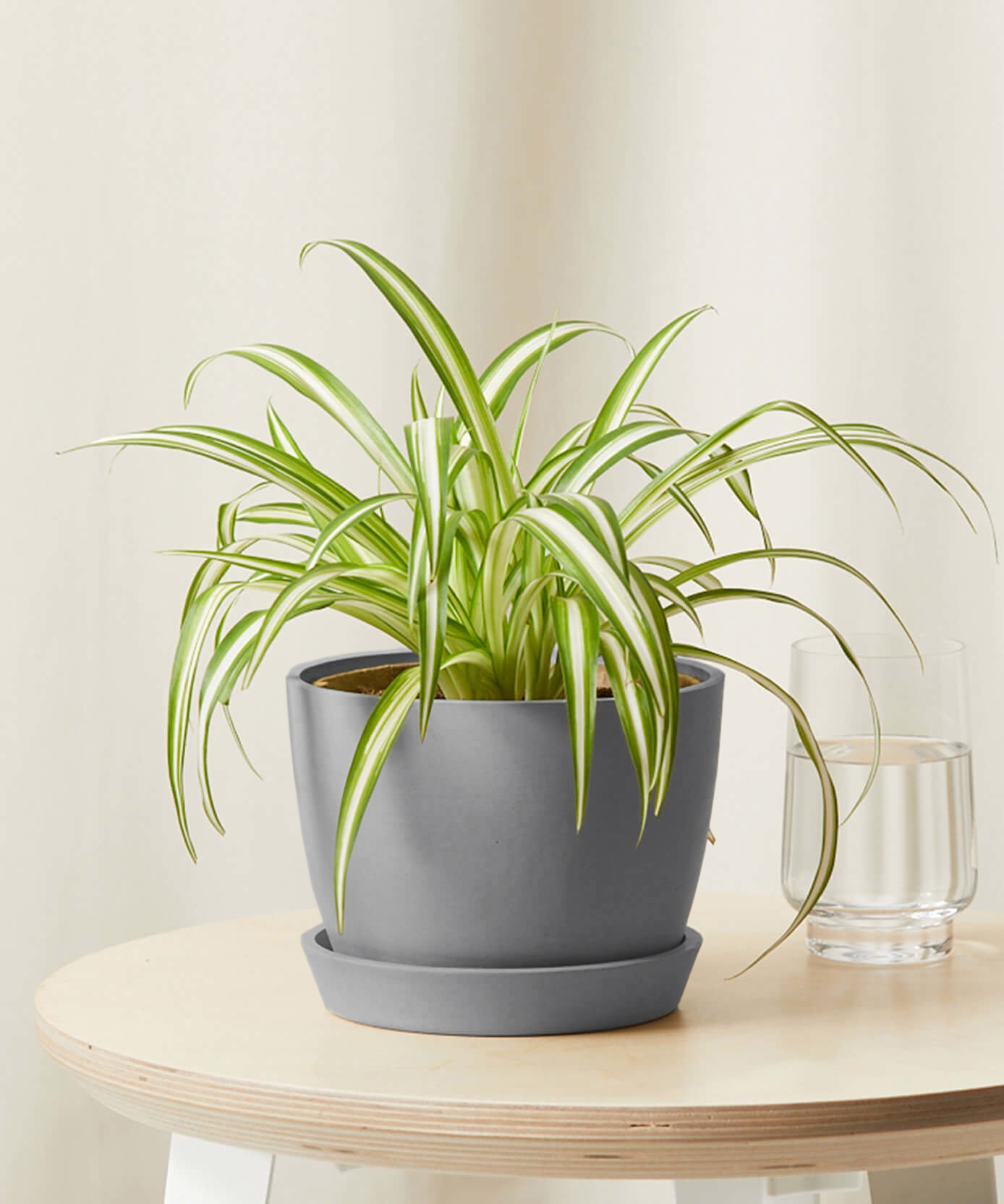 Spider Plant