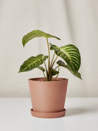 xanthosoma in clay pot