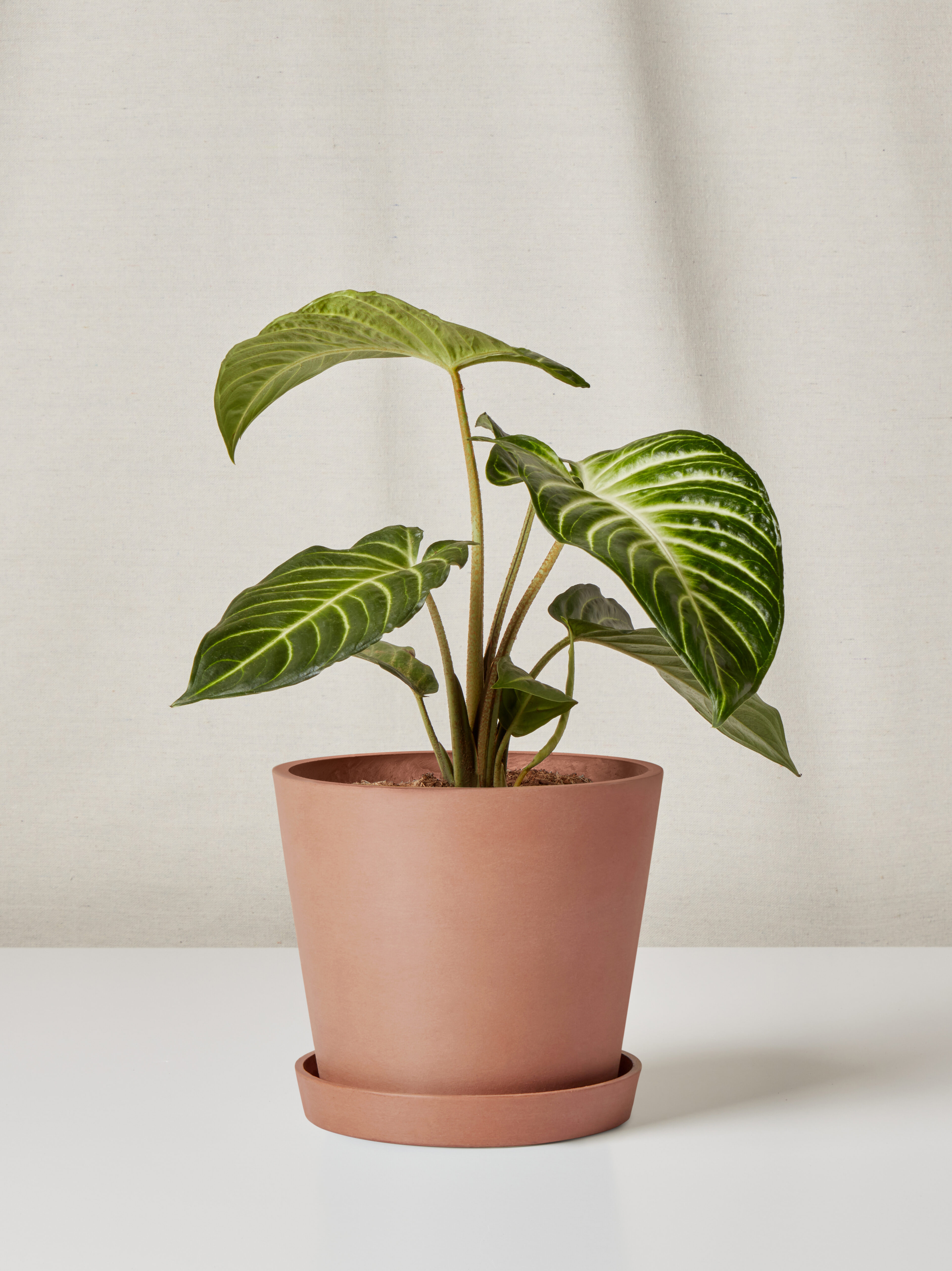 3:4_xamthosoma_MED-ecopot_clay xanthosoma in clay pot