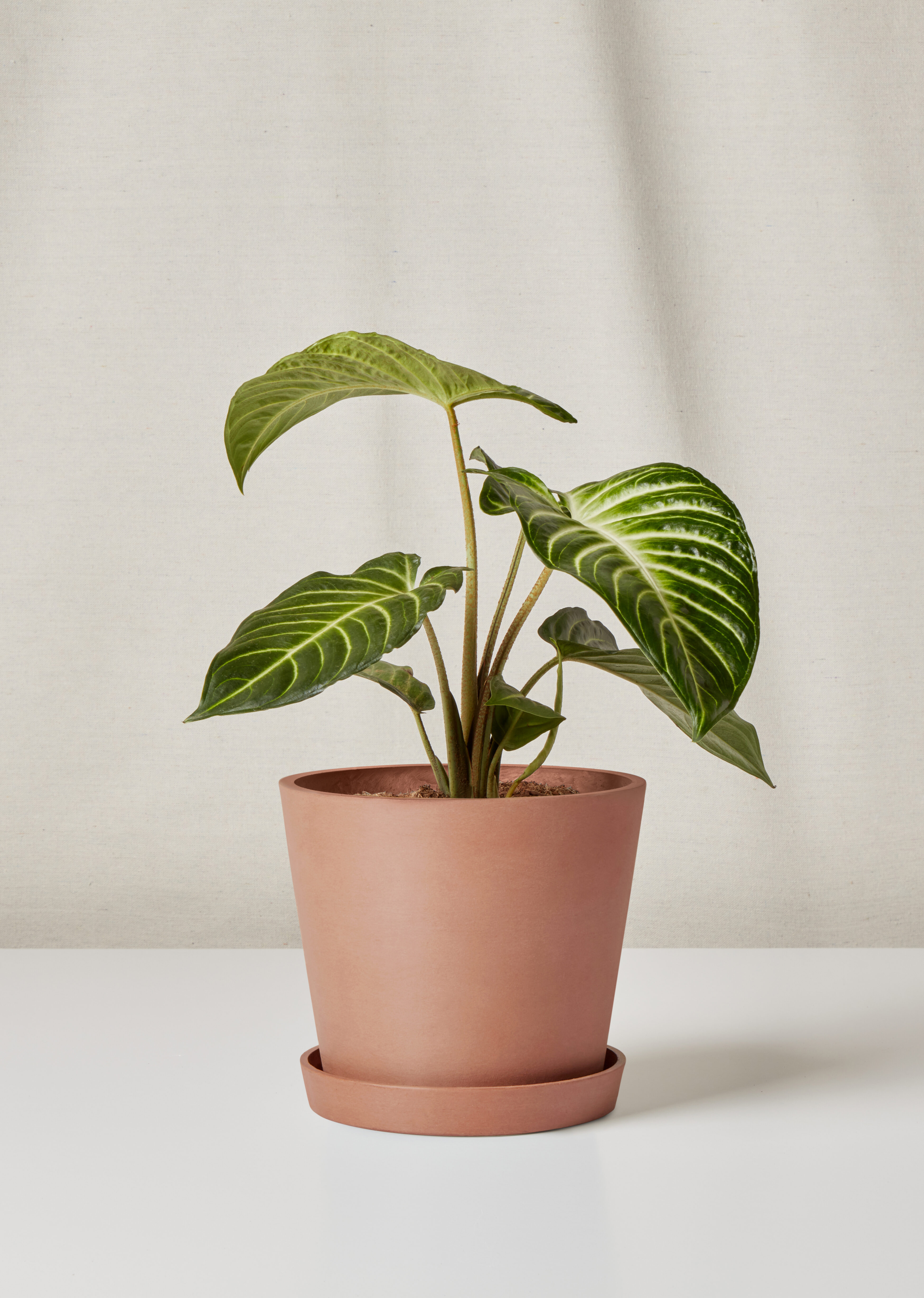 Xanthosoma in Clay EcoPot