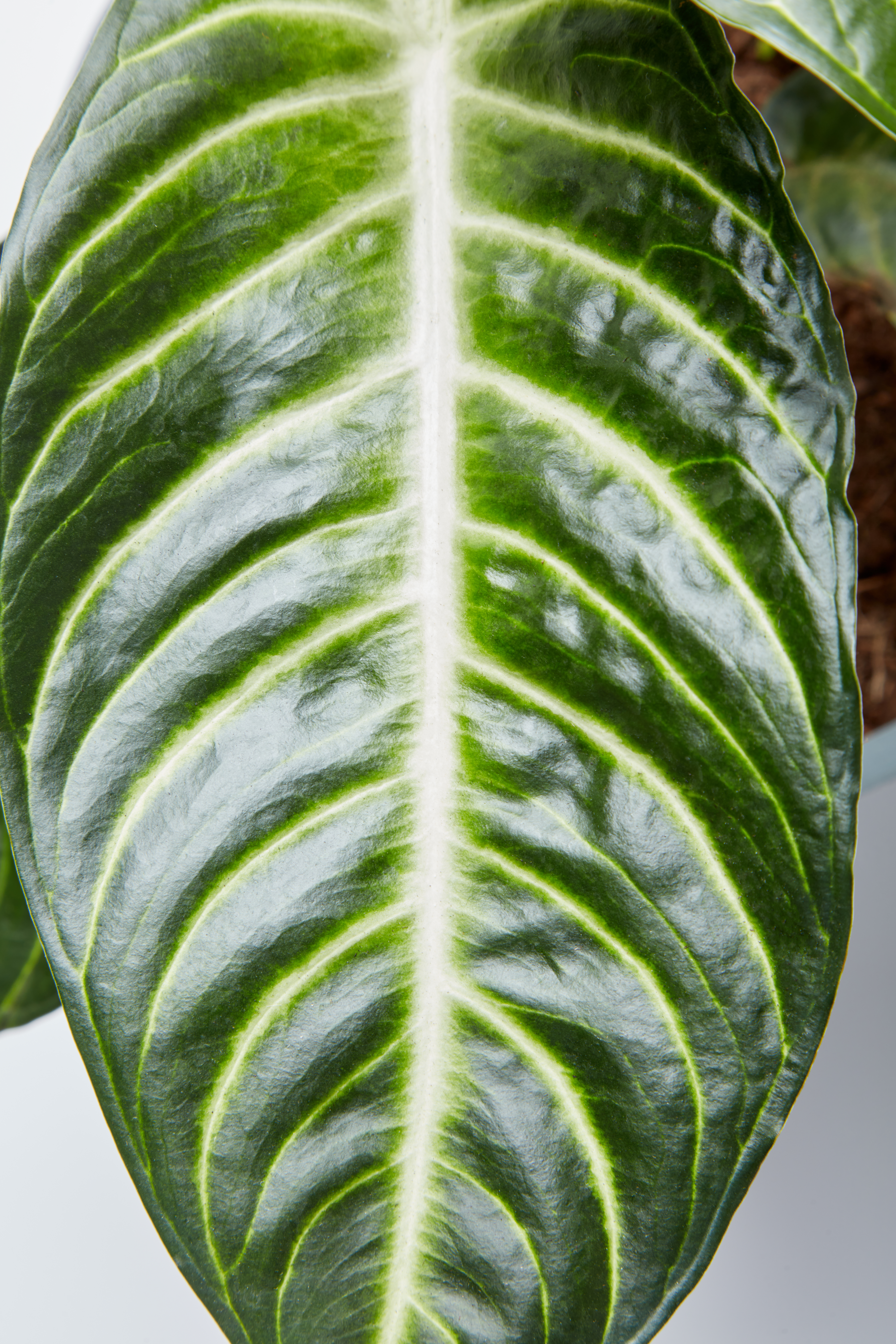 detail of leaf