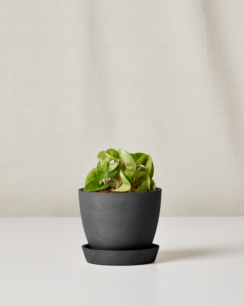 Mini Hoya Mini Hoya for Virgo