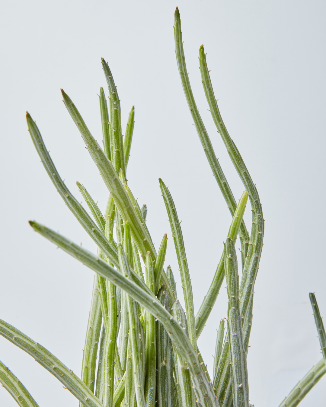 pickle plant detail shot