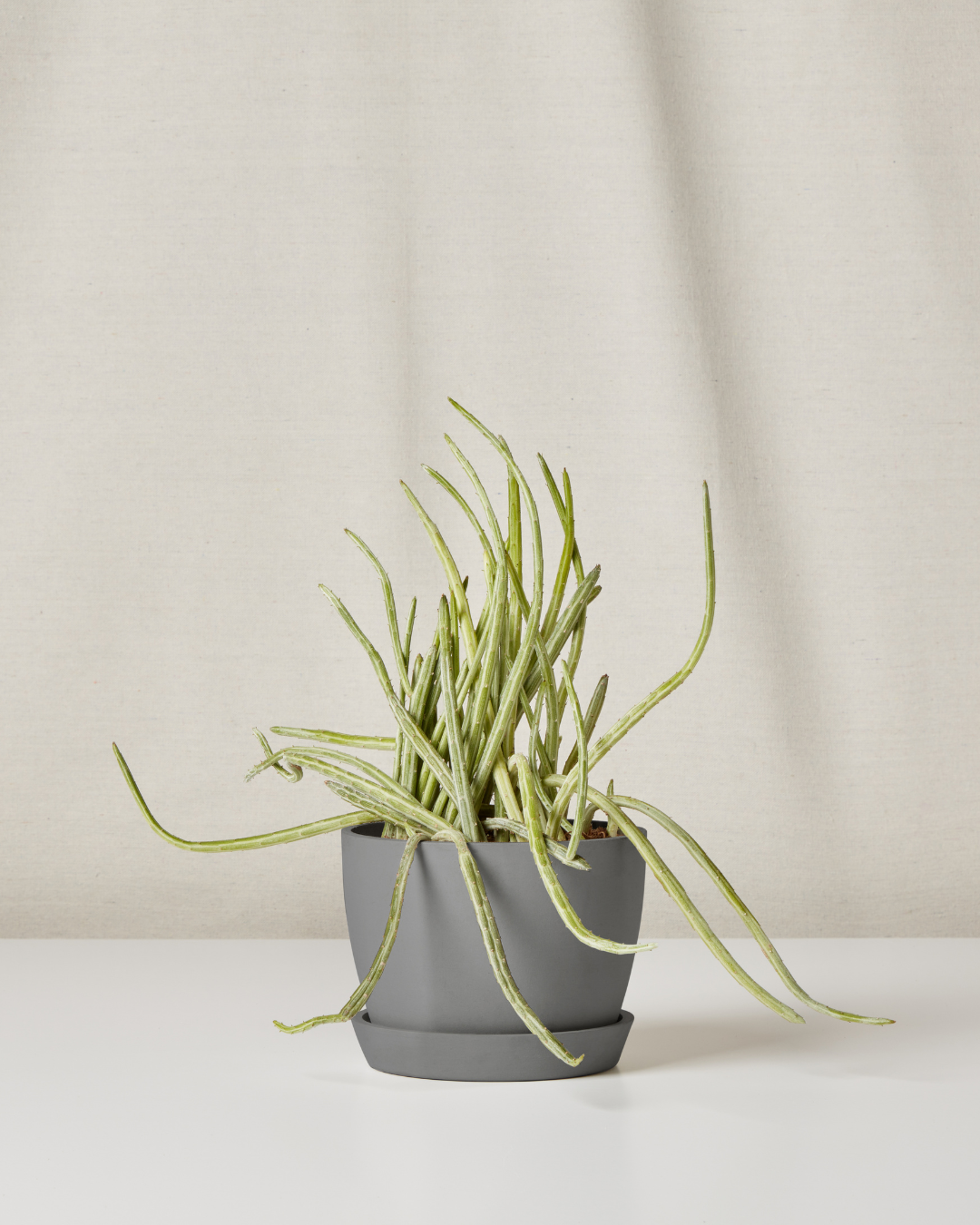 pickle plant in gray ecopot