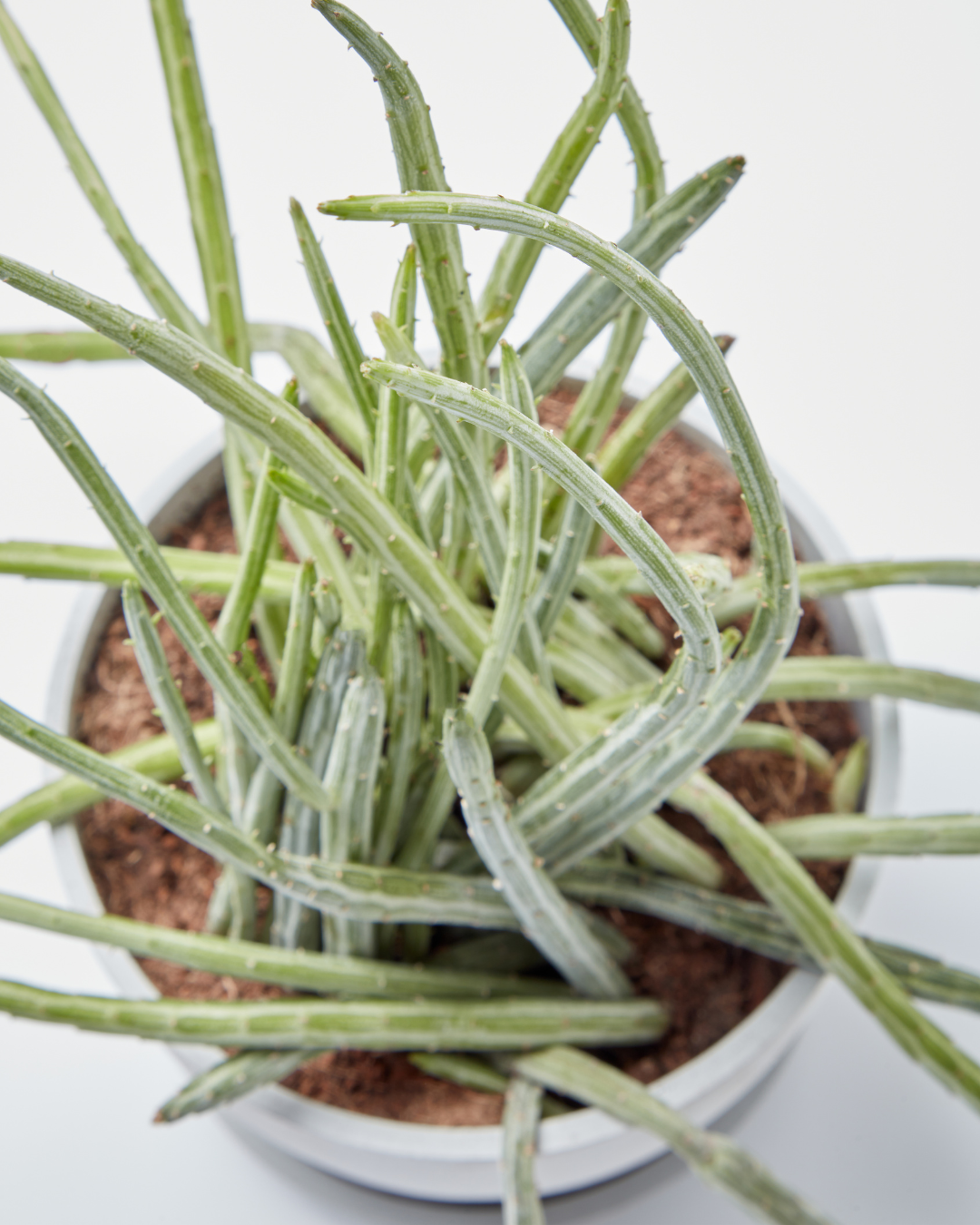 pickle plant overhead shot